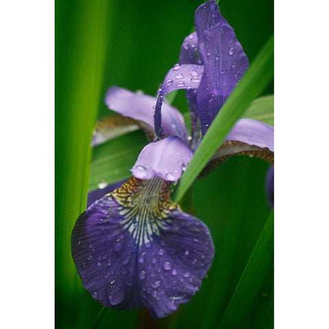 Wild Iris Gold Ornate Wood Framed Art Print with Double Matting by Geyman, Vitaly