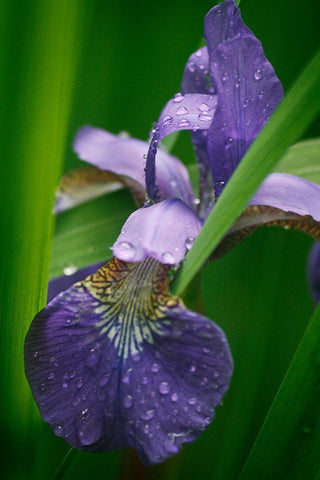 Wild Iris White Modern Wood Framed Art Print with Double Matting by Geyman, Vitaly
