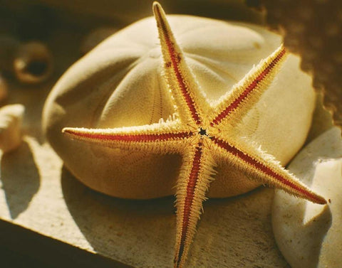 Starfish II White Modern Wood Framed Art Print with Double Matting by Clayton-Thompson, Philip