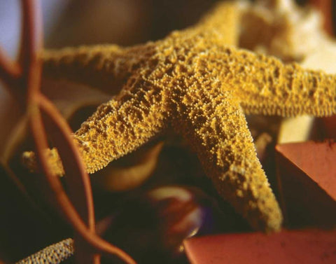 Starfish IV White Modern Wood Framed Art Print with Double Matting by Clayton-Thompson, Philip