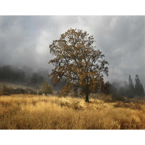 Field of Gold Black Modern Wood Framed Art Print by Geyman, Vitaly