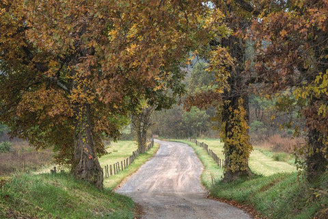 Between the Oaks Black Ornate Wood Framed Art Print with Double Matting by Head, Danny