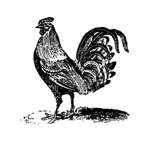 Rooster Ready Black Modern Wood Framed Art Print by Art Licensing Studio