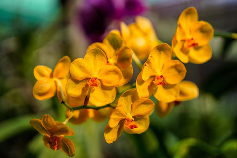 Thailand - 85 White Modern Wood Framed Art Print with Double Matting by Heine, Ben