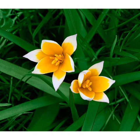 Birth White Modern Wood Framed Art Print by Heine, Ben