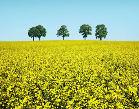 Brothers White Modern Wood Framed Art Print with Double Matting by Heine, Ben