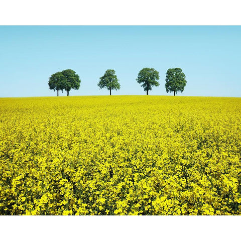 Brothers White Modern Wood Framed Art Print by Heine, Ben