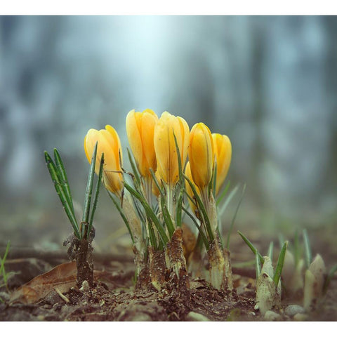 Crocuses Black Modern Wood Framed Art Print by Heine, Ben