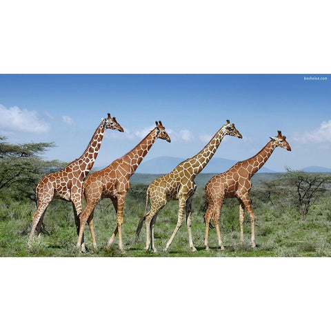 Happy Together Black Modern Wood Framed Art Print with Double Matting by Heine, Ben