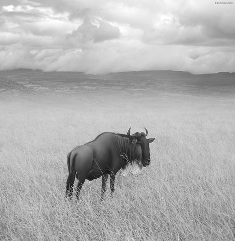 Once Upon a Time in Kenya - 4 White Modern Wood Framed Art Print with Double Matting by Heine, Ben