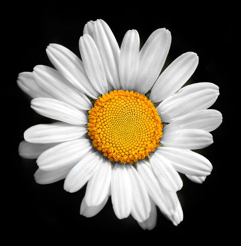 There is a Sun in Every Flower White Modern Wood Framed Art Print with Double Matting by Heine, Ben