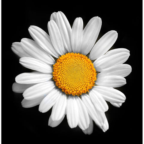 There is a Sun in Every Flower Black Modern Wood Framed Art Print by Heine, Ben
