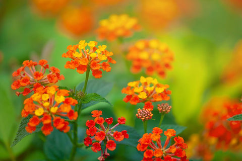 Tunisia 58 Black Ornate Wood Framed Art Print with Double Matting by Heine, Ben