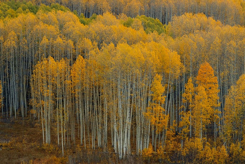 United We Stand 1 Black Modern Wood Framed Art Print by Sherrell, Bill