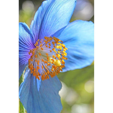 Blue Himalayan Poppy Flower Gold Ornate Wood Framed Art Print with Double Matting by Schell, Jennie Marie