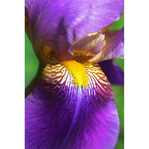 Purple Bearded Iris Flower Gold Ornate Wood Framed Art Print with Double Matting by Schell, Jennie Marie