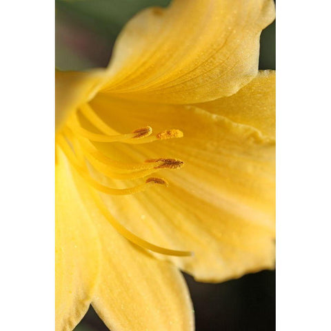Yellow Daylily Flower Black Modern Wood Framed Art Print by Schell, Jennie Marie