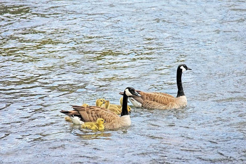Canada Geese and Goslings on Lake Black Ornate Wood Framed Art Print with Double Matting by Schell, Jennie Marie