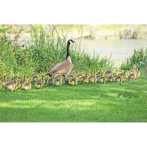 Canada Goose and Goslings Black Modern Wood Framed Art Print with Double Matting by Schell, Jennie Marie