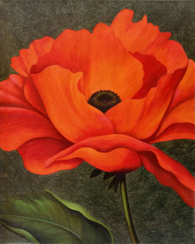 Red Poppy Black Modern Wood Framed Art Print by Zaccheo, John