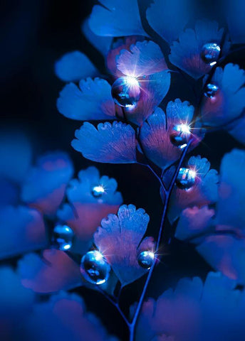 IMG_7587 Black Ornate Wood Framed Art Print with Double Matting by Love Grams