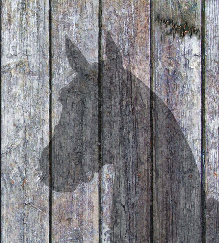 Horse Shadow White Modern Wood Framed Art Print with Double Matting by Murray Henderson Fine Art