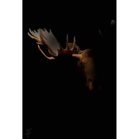 Moose Staredown White Modern Wood Framed Art Print by Murray Henderson Fine Art
