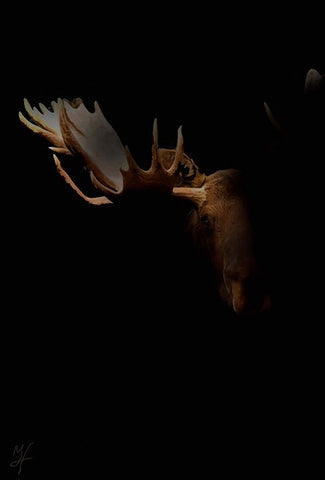 Moose Staredown White Modern Wood Framed Art Print with Double Matting by Murray Henderson Fine Art