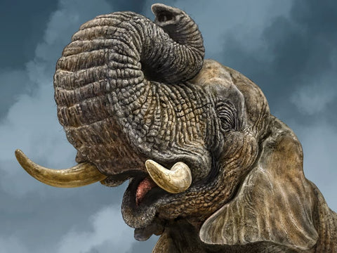 African Elephant Black Ornate Wood Framed Art Print with Double Matting by LaMontagne, Patrick