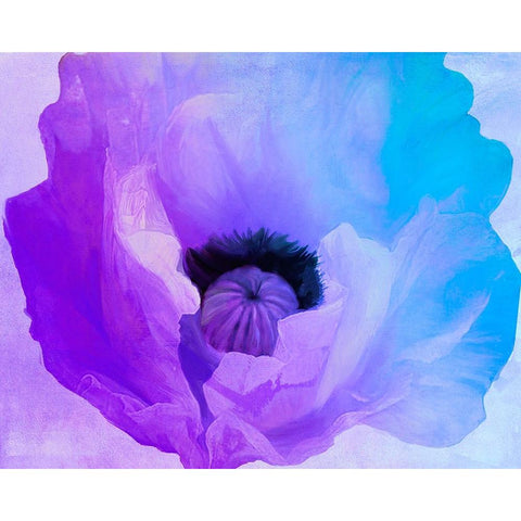 Poppy Gradient IV Gold Ornate Wood Framed Art Print with Double Matting by Sasha