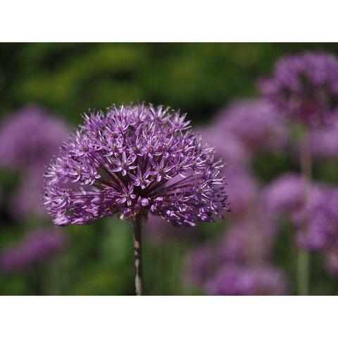 Giant Allium Gold Ornate Wood Framed Art Print with Double Matting by Bonin, Suzanne