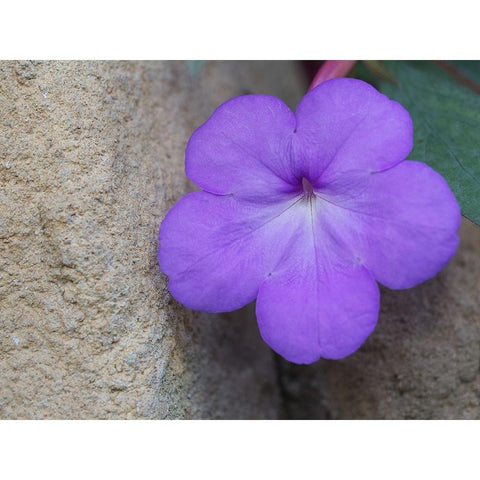 Magic Flower Black Modern Wood Framed Art Print with Double Matting by Bonin, Suzanne