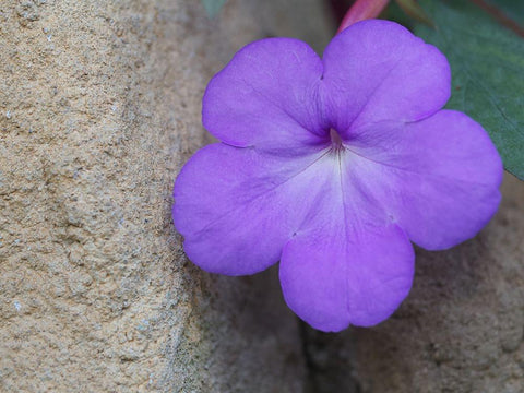 Magic Flower White Modern Wood Framed Art Print with Double Matting by Bonin, Suzanne