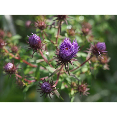 Asters White Modern Wood Framed Art Print by Bonin, Suzanne