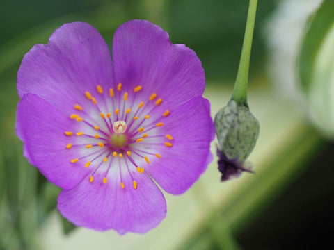 Jazz Time Black Ornate Wood Framed Art Print with Double Matting by Bonin, Suzanne