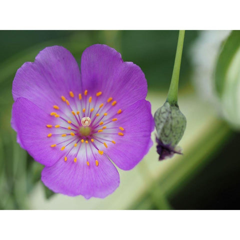 Jazz Time Black Modern Wood Framed Art Print by Bonin, Suzanne