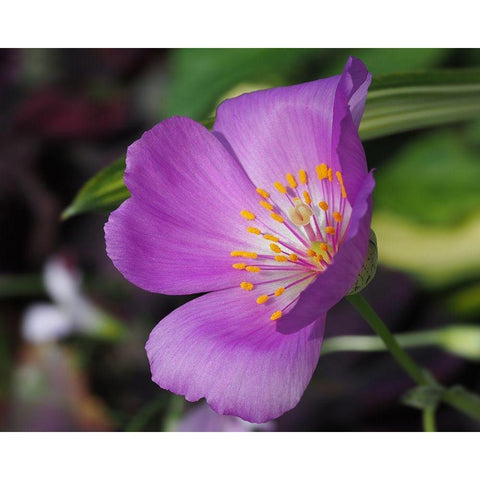 Pussy Paw Black Modern Wood Framed Art Print by Bonin, Suzanne