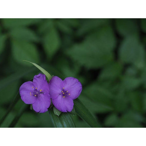 Virginia Spiderwort Gold Ornate Wood Framed Art Print with Double Matting by Bonin, Suzanne