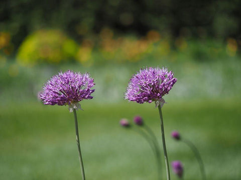 Blossom Chives White Modern Wood Framed Art Print with Double Matting by Bonin, Suzanne