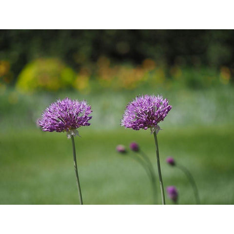 Blossom Chives White Modern Wood Framed Art Print by Bonin, Suzanne