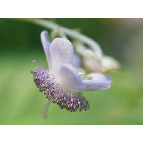 False Hydrangea Black Modern Wood Framed Art Print with Double Matting by Bonin, Suzanne