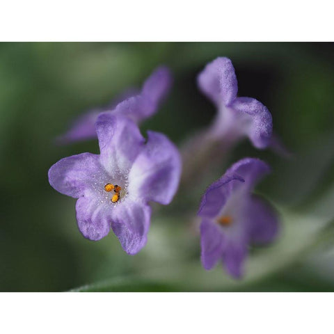 Lavender Black Modern Wood Framed Art Print by Bonin, Suzanne