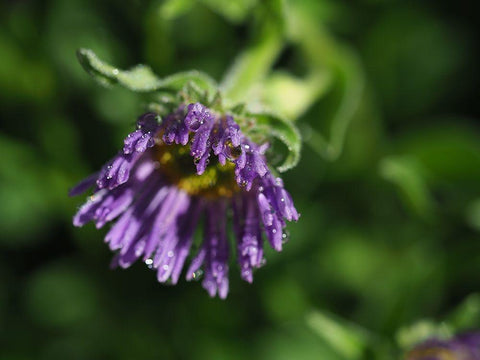 Beauty In Nature White Modern Wood Framed Art Print with Double Matting by Bonin, Suzanne