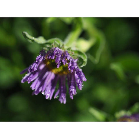 Beauty In Nature Black Modern Wood Framed Art Print with Double Matting by Bonin, Suzanne