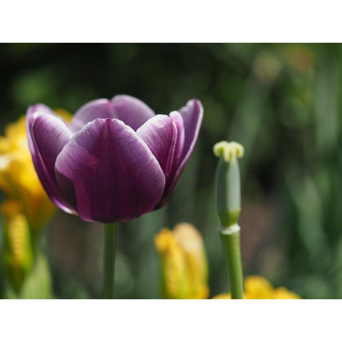 Before After Black Modern Wood Framed Art Print with Double Matting by Bonin, Suzanne