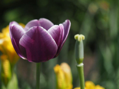 Before After White Modern Wood Framed Art Print with Double Matting by Bonin, Suzanne