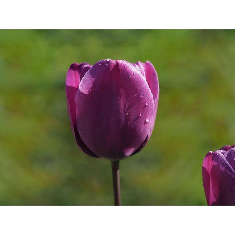 Early Morning White Modern Wood Framed Art Print by Bonin, Suzanne