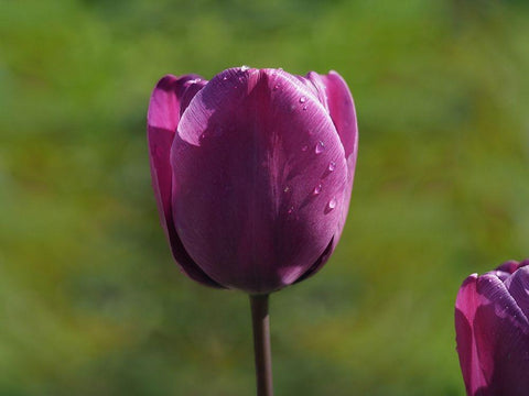 Early Morning Black Ornate Wood Framed Art Print with Double Matting by Bonin, Suzanne