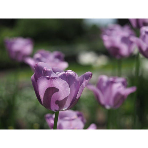 Field Of Dreams Gold Ornate Wood Framed Art Print with Double Matting by Bonin, Suzanne
