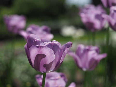 Field Of Dreams White Modern Wood Framed Art Print with Double Matting by Bonin, Suzanne